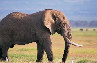 Почему мы иногда чувствуем себя слонами